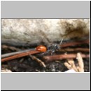 Nomada fabriciana - Wespenbiene w02 6mm.jpg